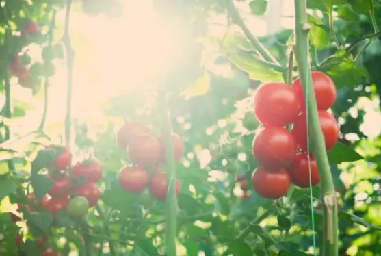 Growing Tomatoes in Greenhouse