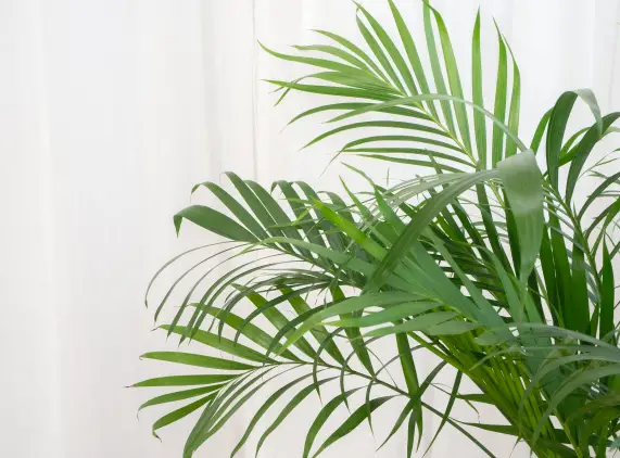 Caring for Palm Plants