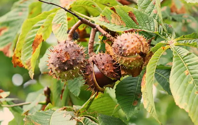 where can chestnut trees grow