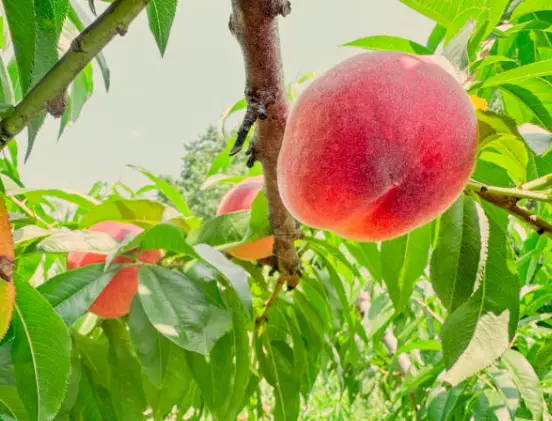 Nectarine Fruit Tree
