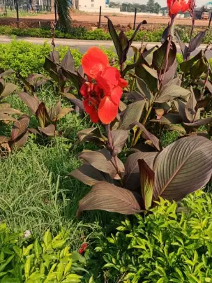 Canna Lily Plant Height