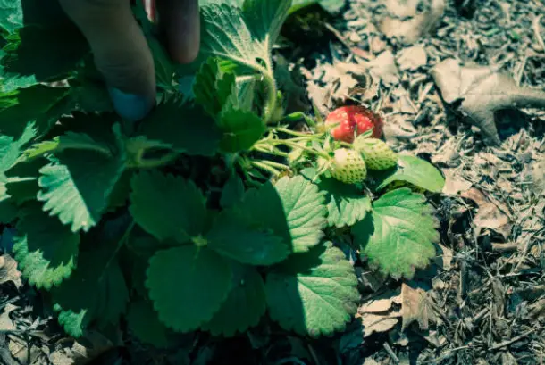 How To Plant Strawberries In Texas: Lone Star State