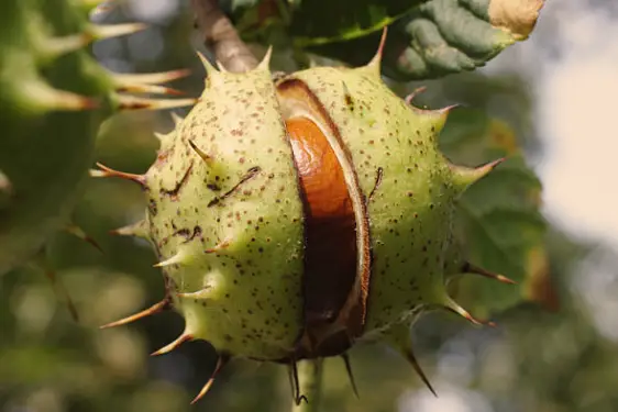 where can chestnut trees grow