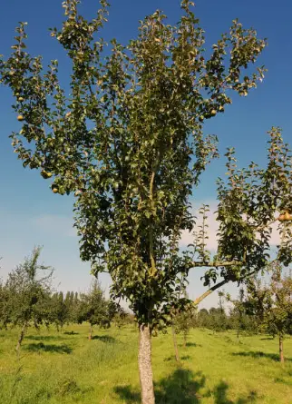 Crispin Apple Tree