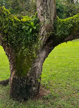 How To Grow Moss Lawn