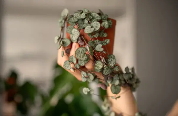 Growing Heart-Shaped Leaf Plants Indoors