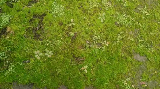 How To Grow Moss Lawn