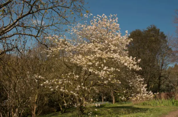 Star Magnolia Tree Care:  Keys to Healthy Growth and Blooms