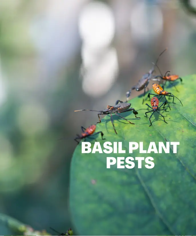 Basil Plant Pests: Attack of the Basil Munchers Solution