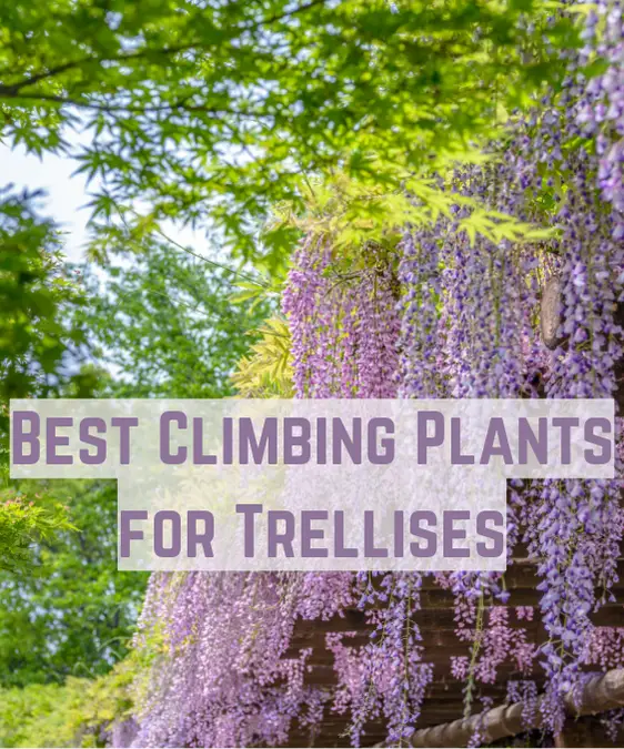 Top 8 Best Climbing Plants for Trellises