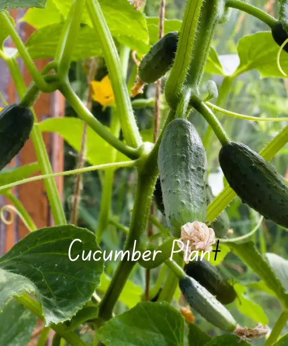 Cucumber Plant: How Long Does it Take to Grow?