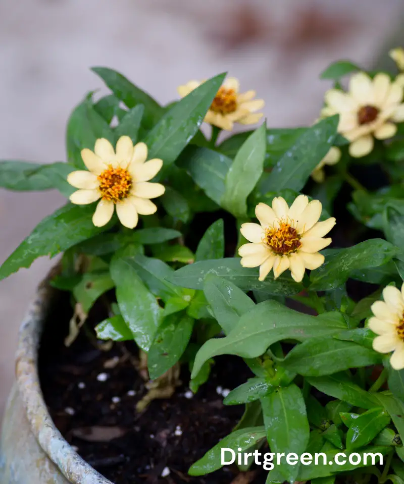 Growing Zinnias in Pots: The Perfect Potted Flower
