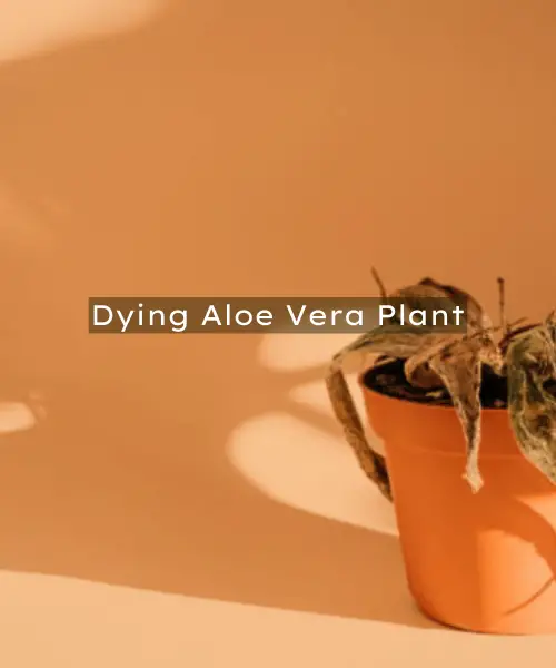 Reviving a Dying Aloe Vera Plant: Step-by-Step Solution