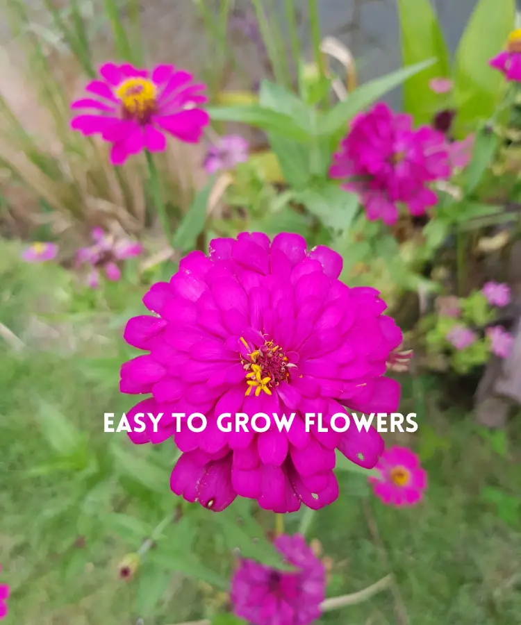 The Best Easy to Grow Flowers for Beginners