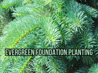 Evergreen Foundation Planting