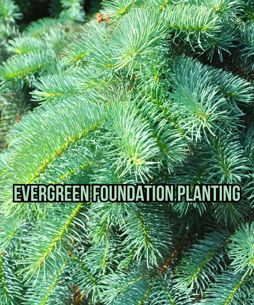 Evergreen Foundation Planting
