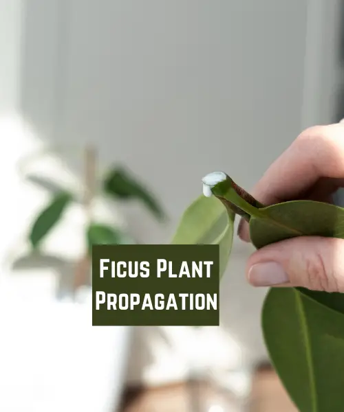 Ficus Plant Propagation