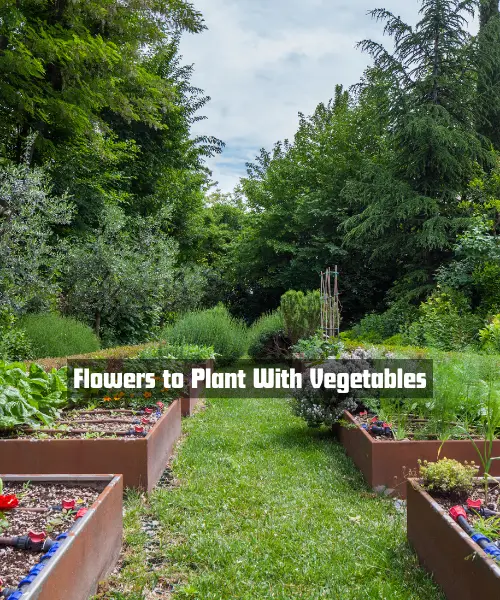 Flowers to Plant With Vegetables: Companion Planting