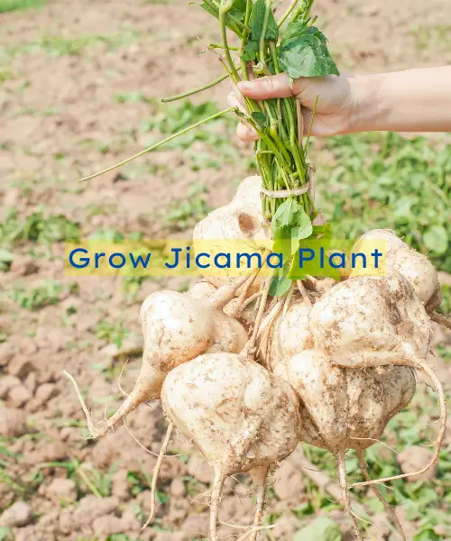 How to Grow Jicama Plant: Step-by-Step Instructions
