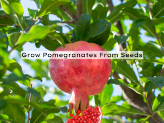 Grow Pomegranates From Seeds