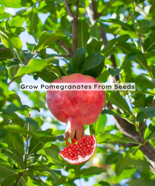 How Do You Grow Pomegranates From Seeds?