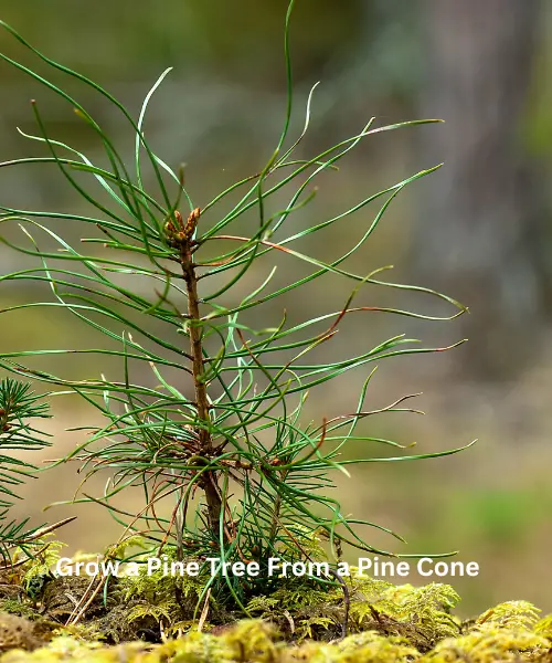 Can You Grow a Pine Tree From a Pine Cone?