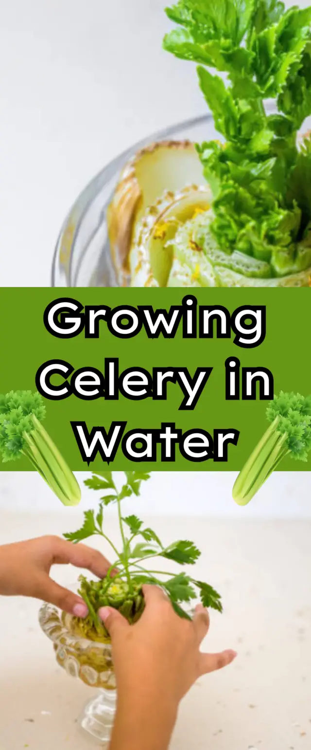 Growing Celery in Water