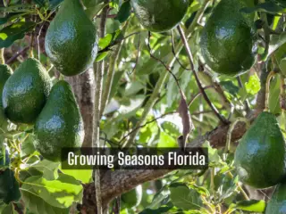Florida Growing Season Chart