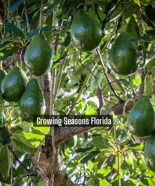 Florida Growing Season Chart: A Gardener’s Guide