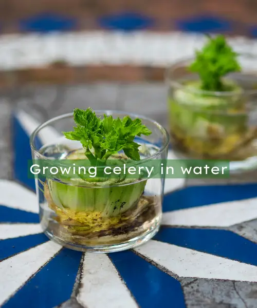 growing celery in water