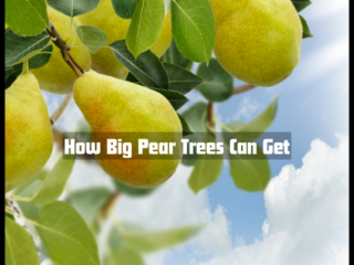 How Big Pear Trees Can Get