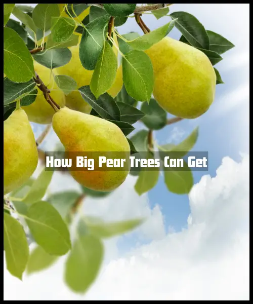 How Big Pear Trees Can Get: The Majestic Pear Tree