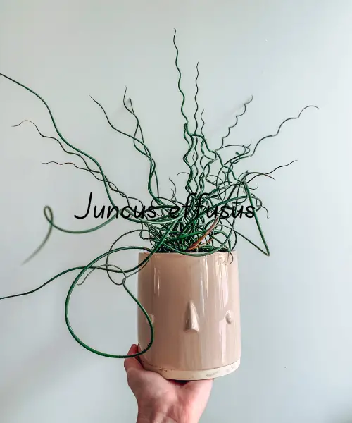 How to Grow Corkscrew Grass Plant