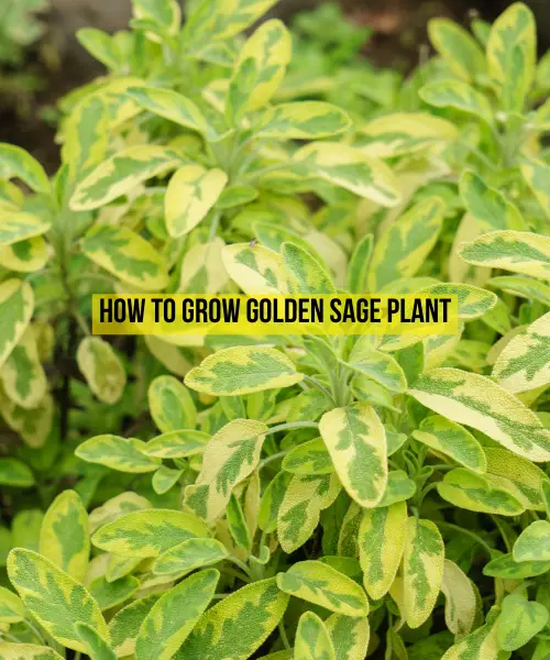 Golden Sage Plant: How to Grow and Care for them
