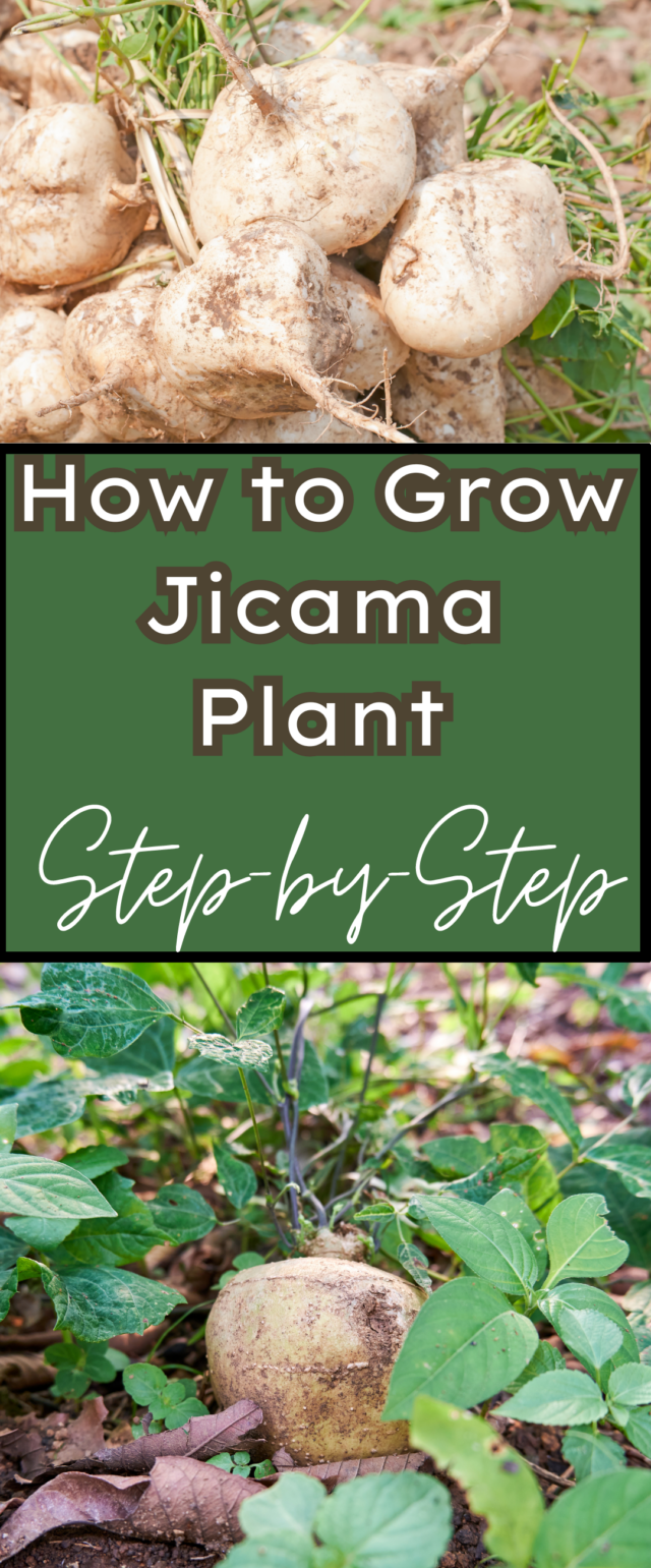 How to Grow Jicama Plant