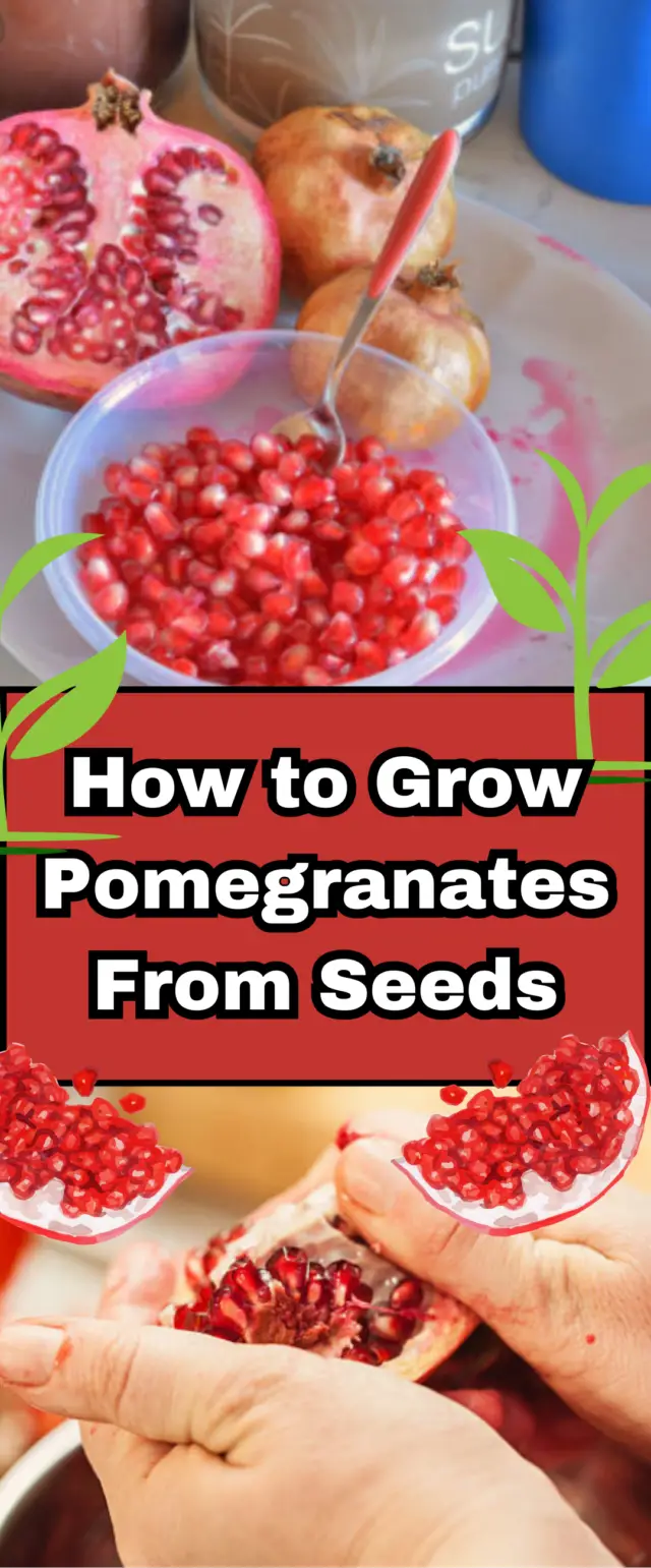 Grow Pomegranates From Seeds