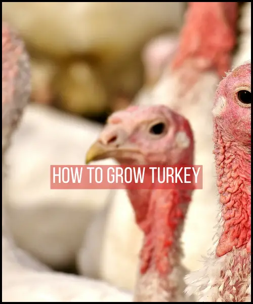 How to Grow Turkey
