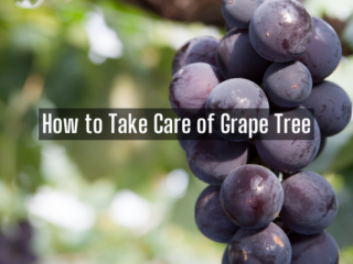 How to Take Care of Grape Tree