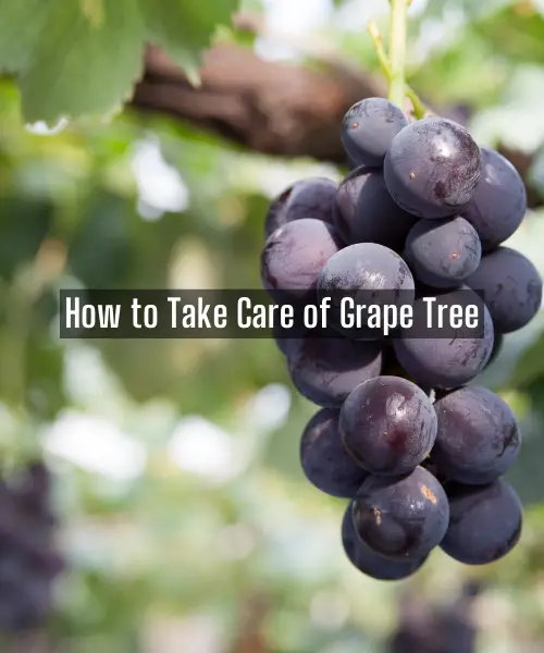How to Take Care of Grape Tree