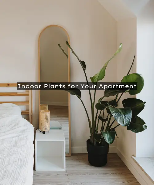 Indoor Plants for your Apartment