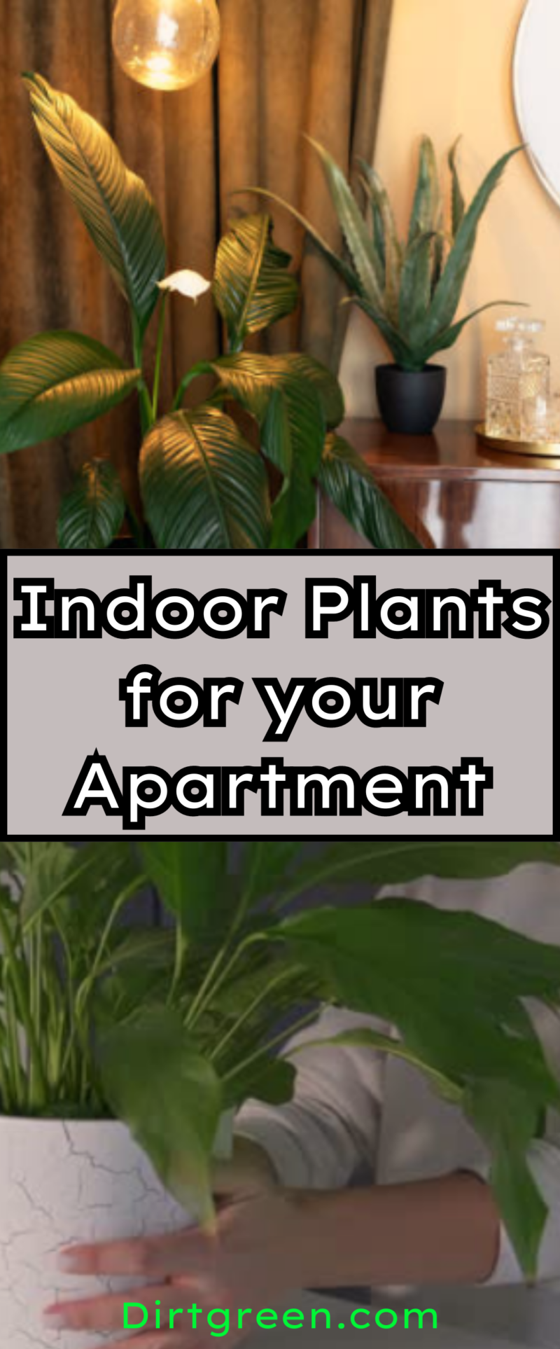 Photo inspiration: Indoor Plants For Your Apartment Bringing The Outdoors In Photo Inspiration