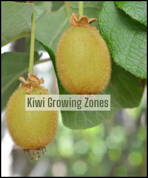 Kiwi Growing Zones: Find the Perfect Climate for Your Fuzzy Fruit