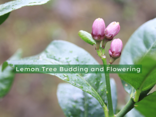 Lemon Tree Budding and Flowering