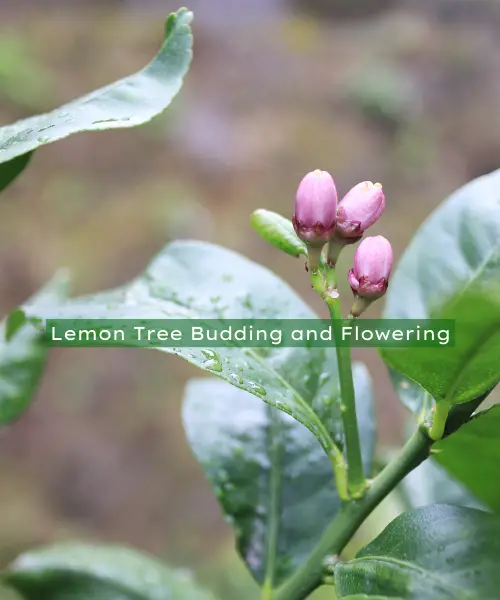 Lemon Tree Budding and Flowering