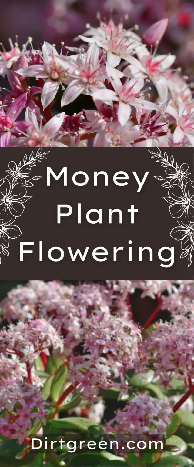 Money Plant Flowering