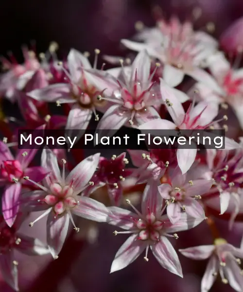 Money Plant Flowering