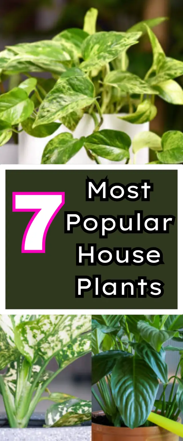Most Popular House Plants