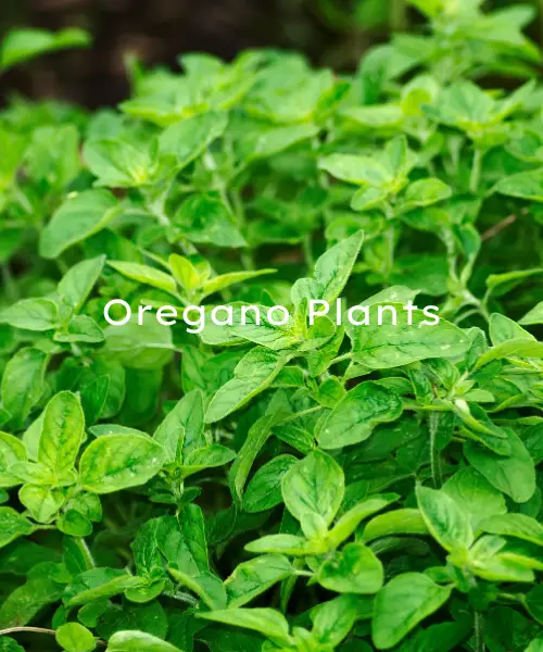6 Different Types of Oregano Plants To Grow