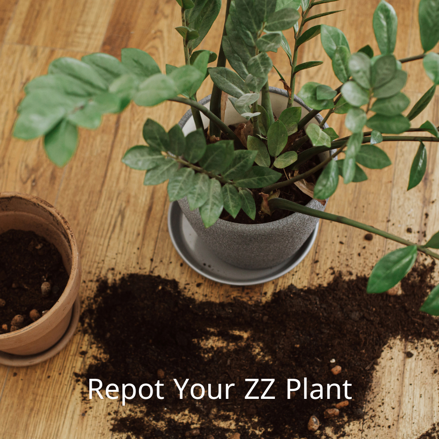 Repot Your ZZ Plant
