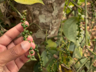 How Black Peppercorns Grow